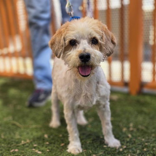 FLUFFY, an adoptable Cocker Spaniel in Las Vegas, NV