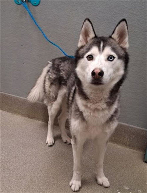 SHADOW, an adoptable Siberian Husky in Las Vegas, NV