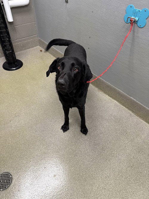 BOSA, an adoptable Labrador Retriever in Las Vegas, NV