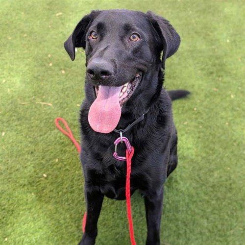 BOSA, an adoptable Labrador Retriever in Las Vegas, NV