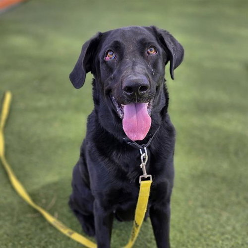 BOSA