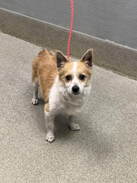 *KINGSLEY, an adoptable Pomeranian in Las Vegas, NV