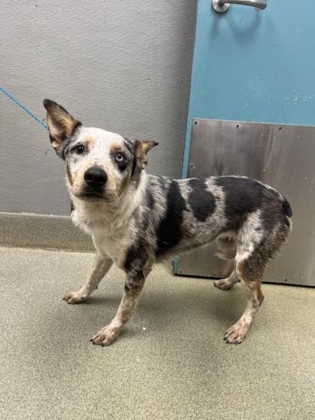 *FROST, an adoptable Australian Shepherd in Las Vegas, NV