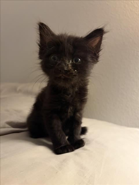 *AURORA, an adoptable Domestic Long Hair in Las Vegas, NV