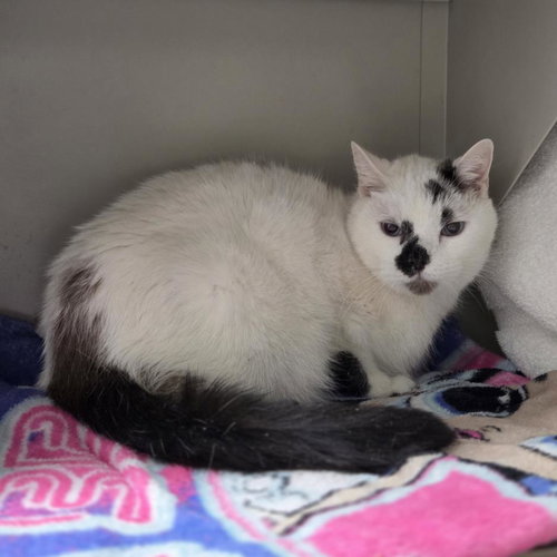 MOUSE, an adoptable Domestic Medium Hair in Las Vegas, NV