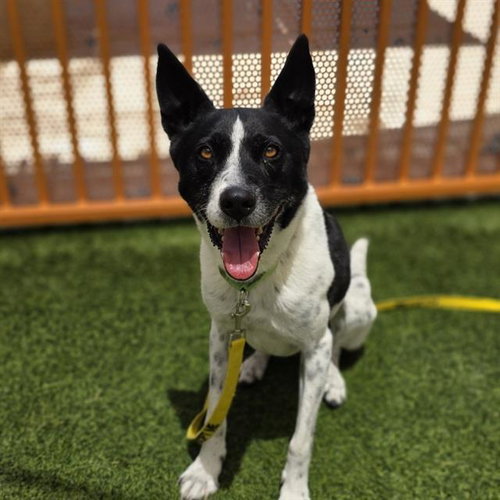 *MAXIMUS, an adoptable Border Collie in Las Vegas, NV