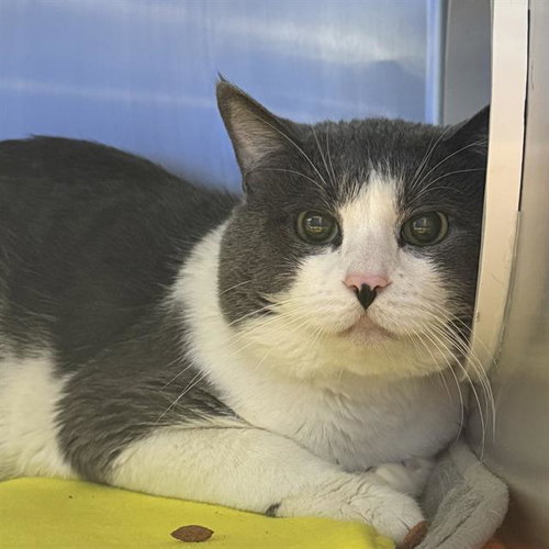 *JON SNOW, an adoptable Domestic Short Hair in Las Vegas, NV