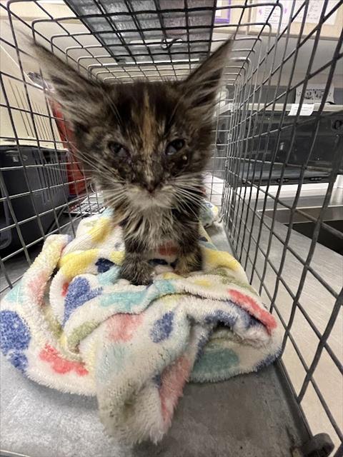 A1420622, an adoptable Domestic Medium Hair in Las Vegas, NV
