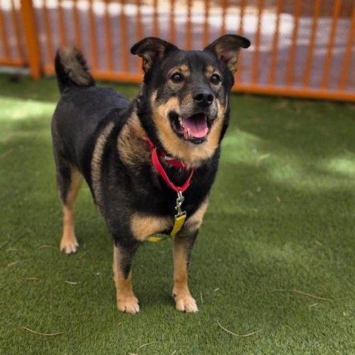 DEXTER, an adoptable German Shepherd Dog in Las Vegas, NV