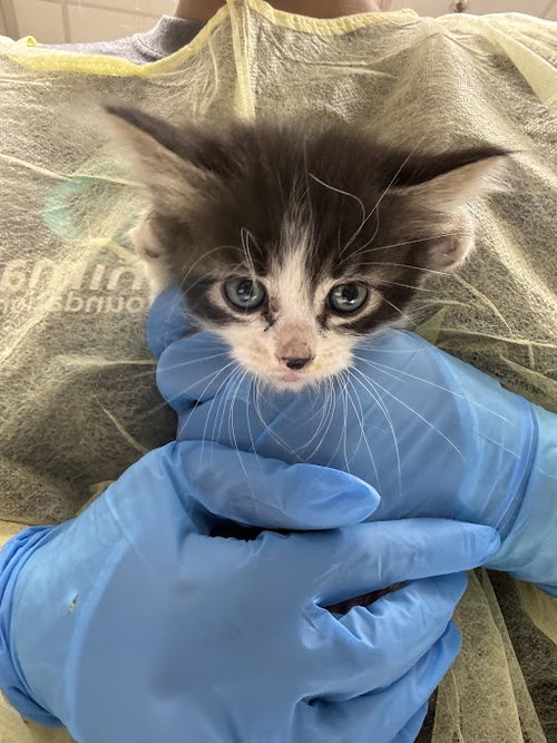 *TREE SAP, an adoptable Domestic Medium Hair in Las Vegas, NV