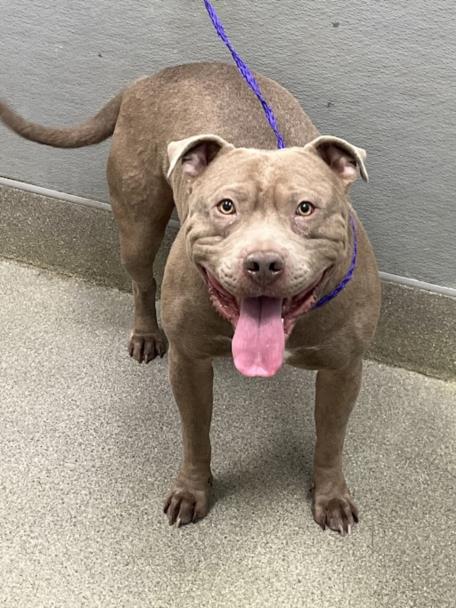 C.J, an adoptable Pit Bull Terrier in Las Vegas, NV