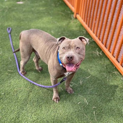 C.J, an adoptable Pit Bull Terrier in Las Vegas, NV