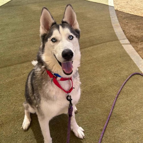 *OTTER POP, an adoptable Siberian Husky in Las Vegas, NV