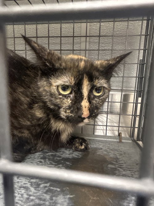 MOUSEY, an adoptable Domestic Short Hair in Las Vegas, NV