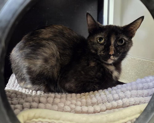 MOUSEY, Adult Domestic Short Hair / Mixed (medium coat), cat for adoption in Henderson, Nevada
