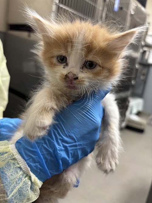 *MAPLE LEAF, an adoptable Domestic Medium Hair in Las Vegas, NV
