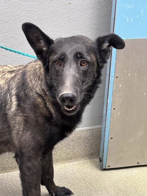 *VALLEY, an adoptable Belgian Shepherd Malinois in Las Vegas, NV