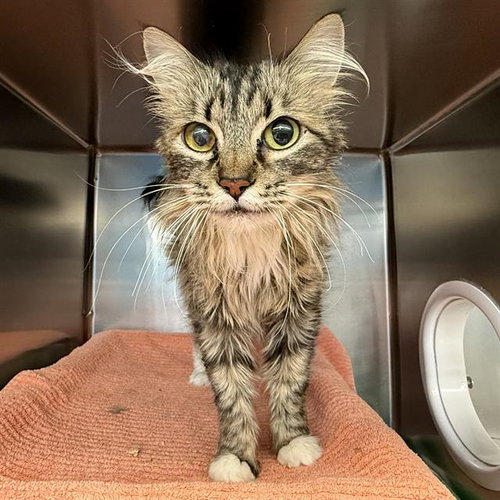 *MAGGIE, an adoptable Domestic Long Hair in Las Vegas, NV