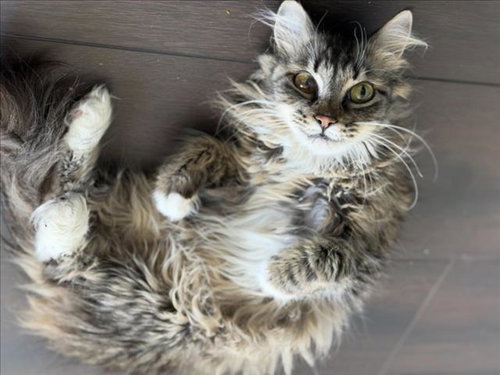 *MAGGIE, Senior Domestic Long Hair / Mixed (medium coat), cat for adoption in Las Vegas, Nevada