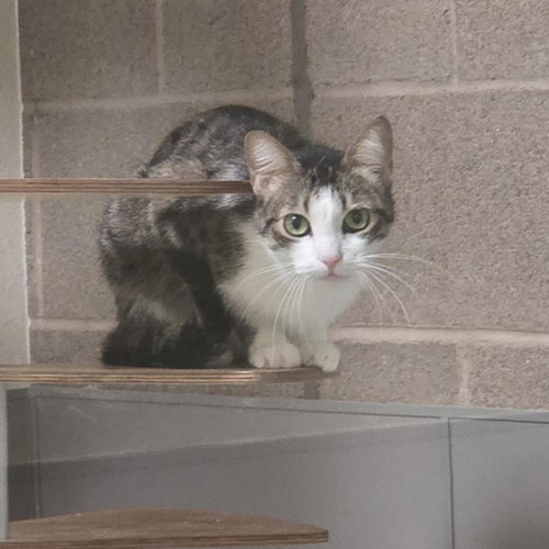 *PIPER, an adoptable Domestic Short Hair in Las Vegas, NV
