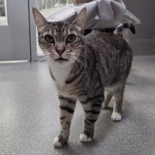 *MANDY, Senior Domestic Short Hair / Mixed (medium coat), cat for adoption in Henderson, Nevada