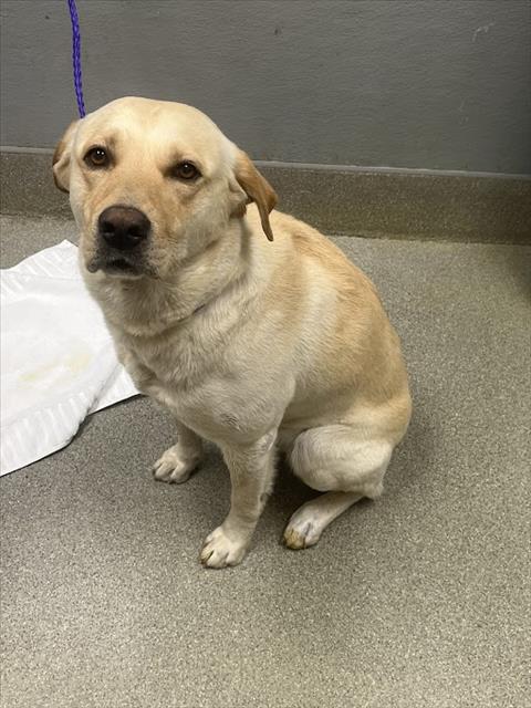 *MOISES, an adoptable Labrador Retriever in Las Vegas, NV