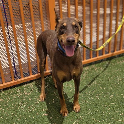 LOGAN, an adoptable Doberman Pinscher in Las Vegas, NV
