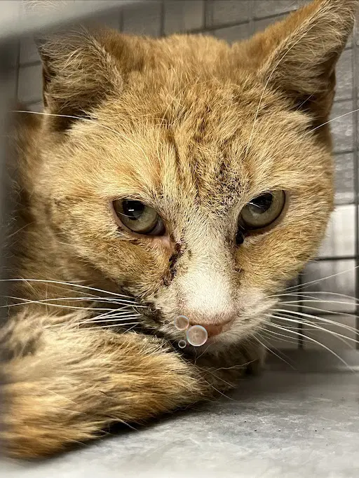 Gus - Domestic Short Hair