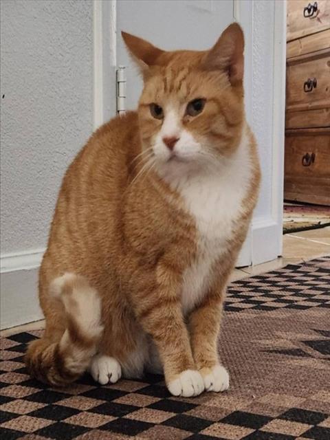*GUS, a cat for adoption from The Animal Foundation - Las Vegas