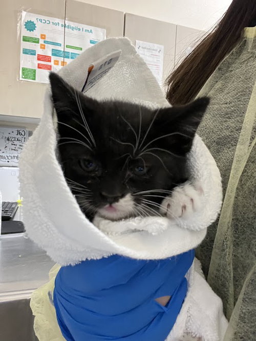 *STORM, an adoptable Domestic Short Hair in Las Vegas, NV