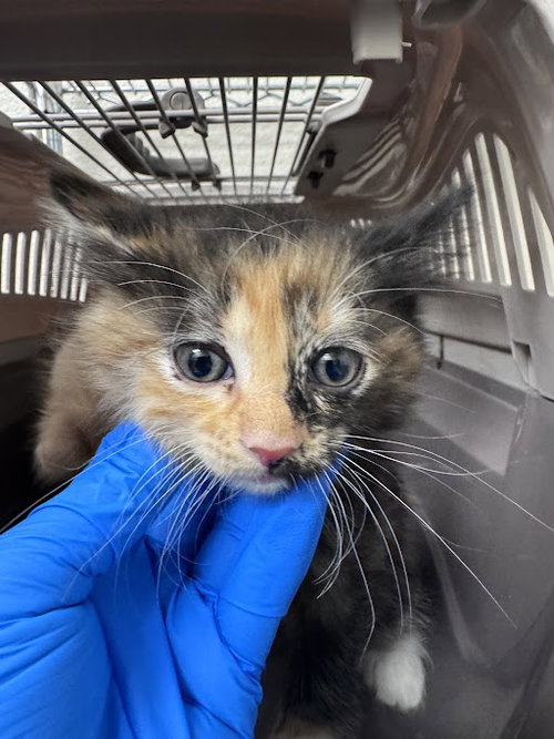 *LAUFEY, an adoptable Domestic Long Hair in Las Vegas, NV