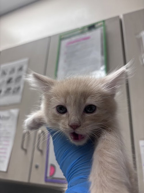 *FRESHMAN, an adoptable Domestic Long Hair in Las Vegas, NV