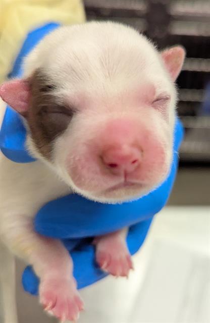 *MINI TRUFFLE, an adoptable Australian Cattle Dog in Las Vegas, NV