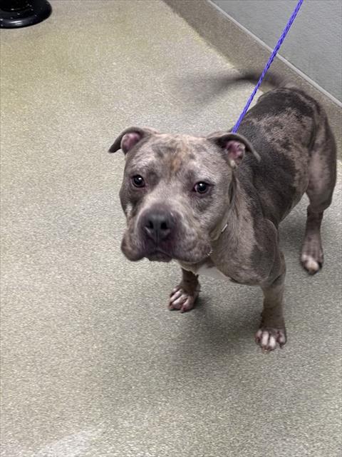 LUCKY, an adoptable Pit Bull Terrier in Las Vegas, NV