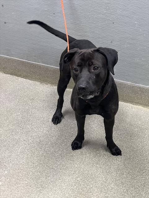 *SWEETUMS, an adoptable Pit Bull Terrier in Las Vegas, NV
