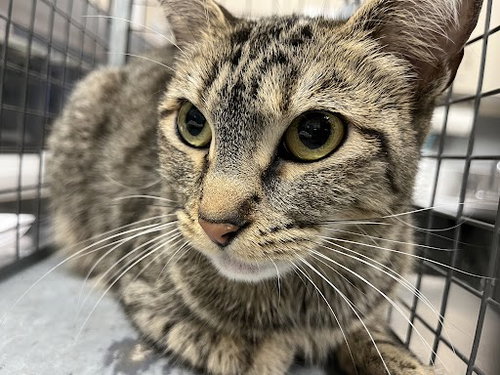 KATANA, an adoptable Domestic Short Hair in Las Vegas, NV