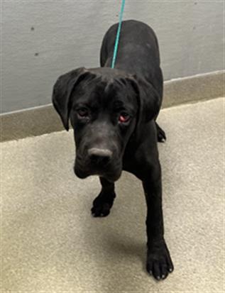 *BEAU, an adoptable Cane Corso Mastiff in Las Vegas, NV