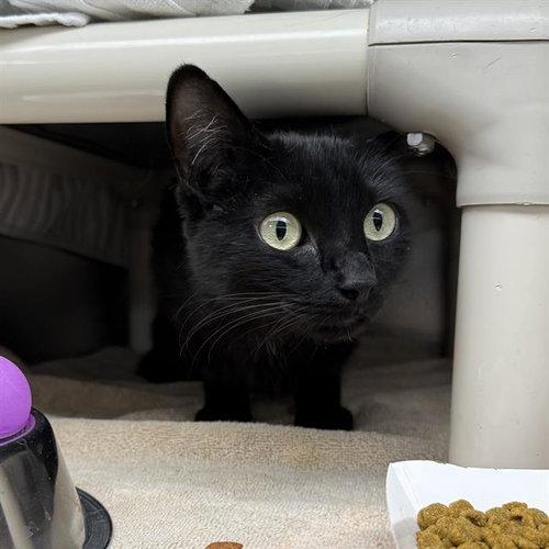 *VOID, an adoptable Domestic Short Hair in Las Vegas, NV
