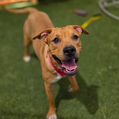 *LUNA LOVEGOOD, an adoptable Pit Bull Terrier in Las Vegas, NV
