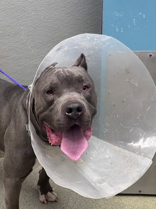 *BRICK, an adoptable Cane Corso Mastiff in Las Vegas, NV