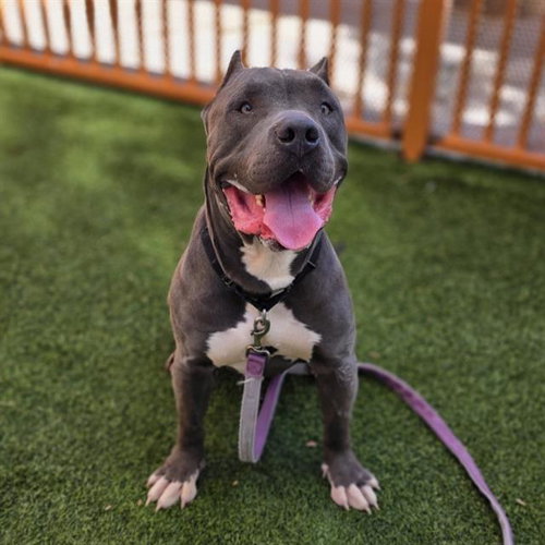 *BRICK, an adoptable Cane Corso Mastiff in Las Vegas, NV