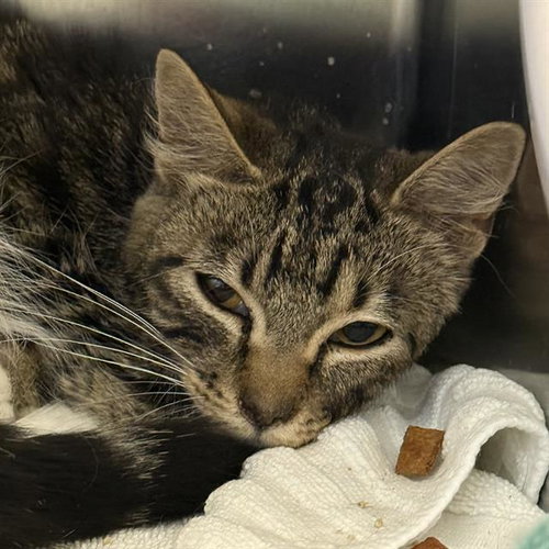*MARY PAT, an adoptable Domestic Short Hair in Las Vegas, NV