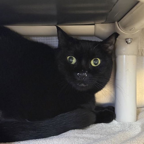 HAZEL, an adoptable Domestic Short Hair in Las Vegas, NV