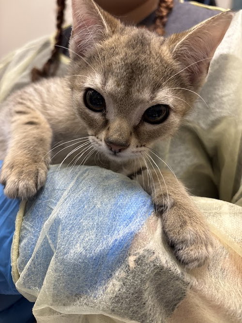 *NICK, an adoptable Domestic Short Hair in Las Vegas, NV