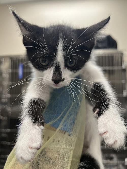 BELY, an adoptable Domestic Short Hair in Las Vegas, NV
