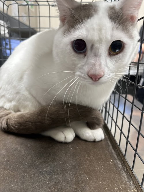 ROUNDY DOWNDY, an adoptable Domestic Short Hair in Las Vegas, NV