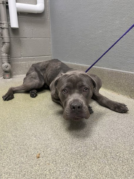 *LINCOLN, an adoptable Cane Corso Mastiff in Las Vegas, NV
