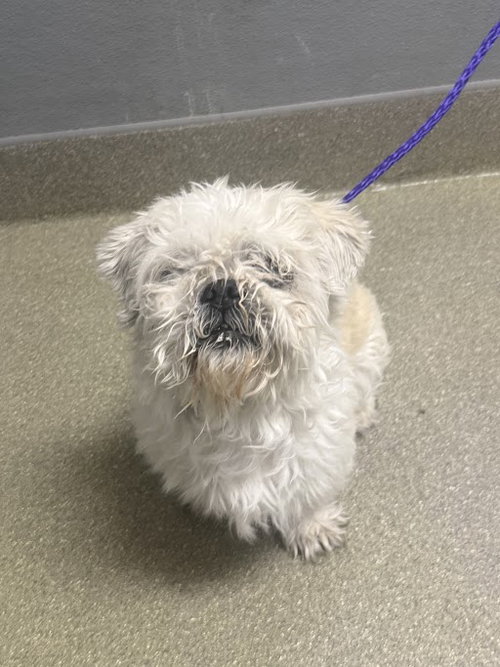 *FLYNN, an adoptable Shih Tzu in Las Vegas, NV