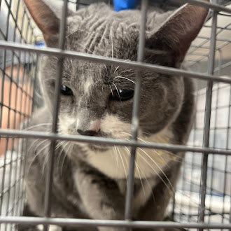 BINKY, an adoptable Domestic Short Hair in Las Vegas, NV