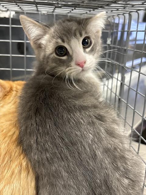 BABY 1, an adoptable Domestic Short Hair in Las Vegas, NV